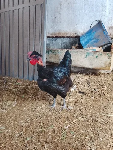 Vendo está franga GSB. $150