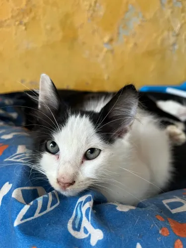 Doa-se gatinha
