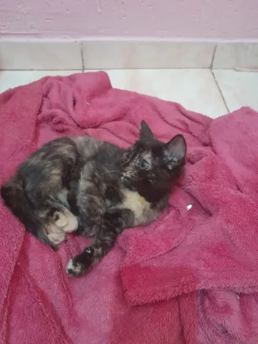 Filhotes de gato