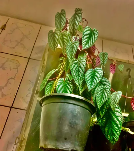 Lindas plantas ?vejam preços na descrição!!