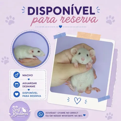 Filhotes Twister Ratinhos
