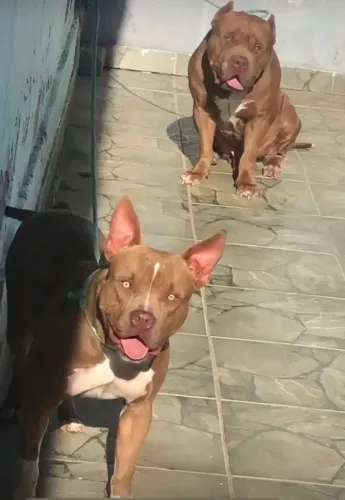 Pitbull Monster