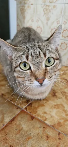 Gata castrada para adoção responsável 
