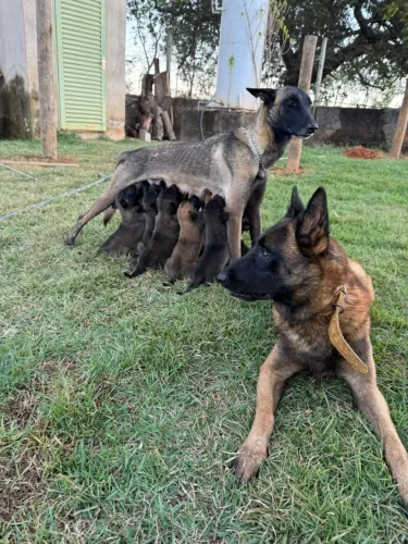 Cachorro pastor Malinois 