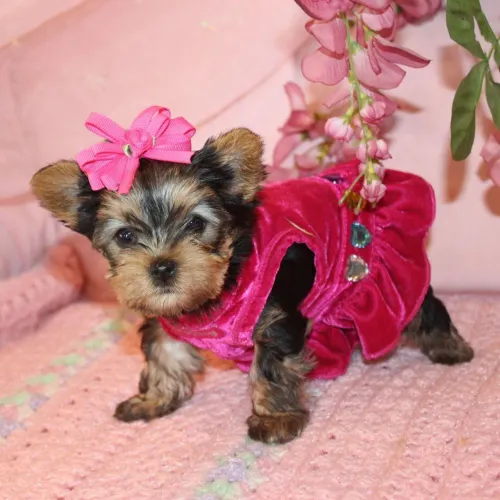 Yorkshire Terrier/ Linda fêmea a pronta entrega