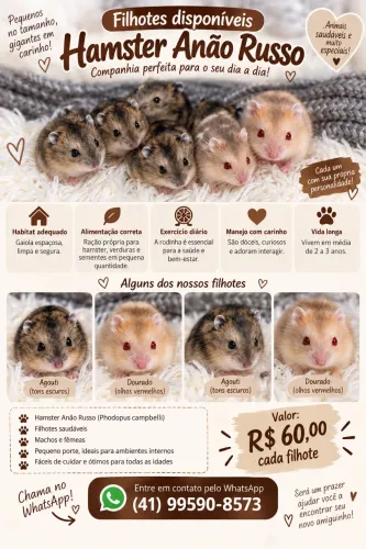 Hamster anão russo