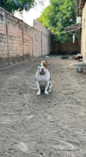 Vende - se duas fêmeas de Pit monsters, com pedigree contato */ *