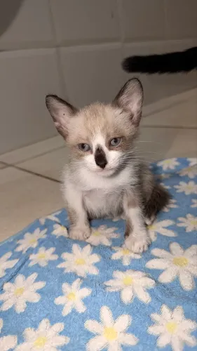 Doação de gatinhos