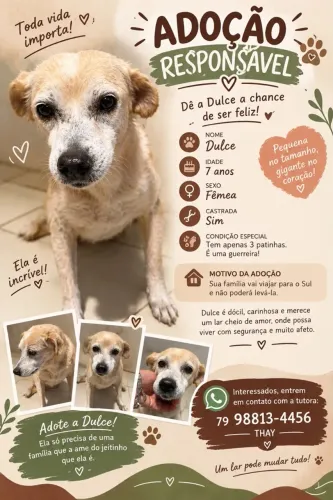Adoção cachorro 