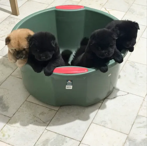 Filhotes de Chow Chow disponíveis 