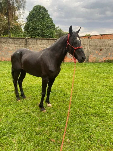 Cavalo mangalarga marchador preto