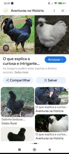 Galinho sedoso
