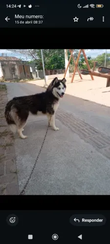 linha husky fêmea 10 meses