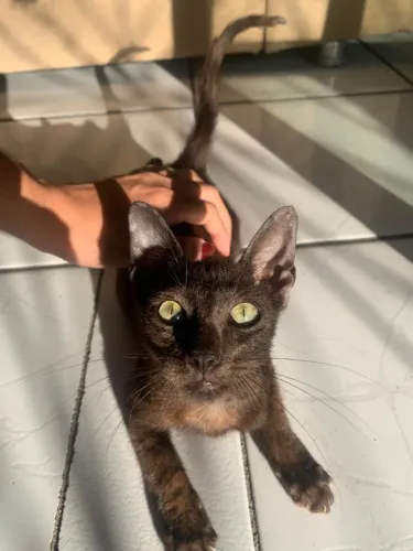 Gatinha para doação