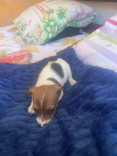 Cachorro
