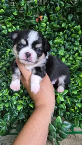 Chihuahua - Sempre Alegre e cheio de Energia ! Parcelamento em até 12 x (A consultar )