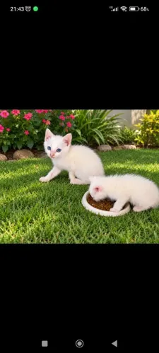 GATINHOS PARA ADOÇÃO