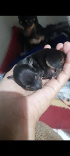 Filhote fêmea de pinscher 0