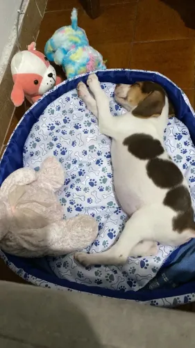 doação cachorro filhote