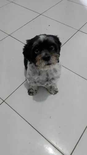 Shiatsu para doação 