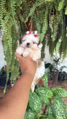 Shih Tzu brincalhão 