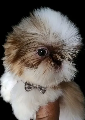 Shih tzu (Macho Padrão)