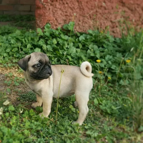 Pug Filhotes com energia e personalidade