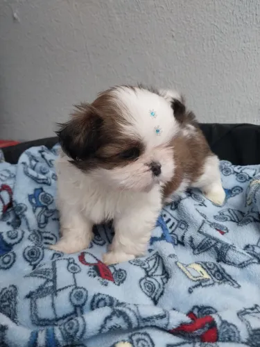 Macho Shih-tzu