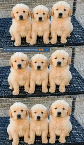 Machinhos de Golden Retriever