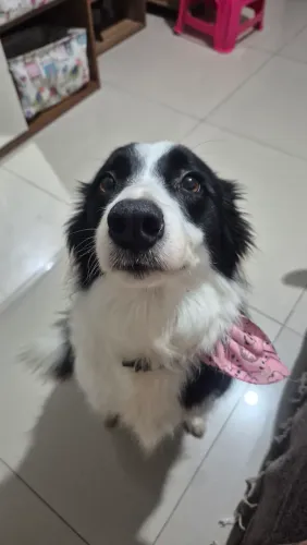 Adoção responsável Border Collie Femea