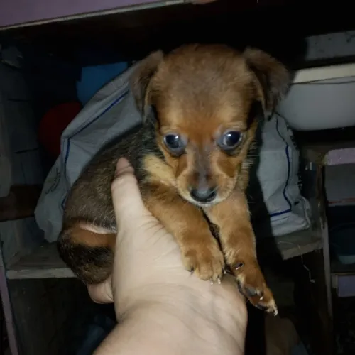 Pincher