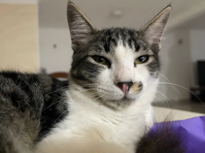Doação de gato lindo