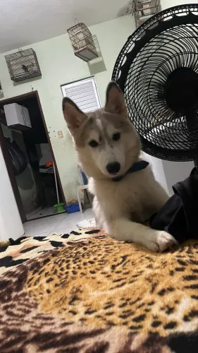 Cachorro 