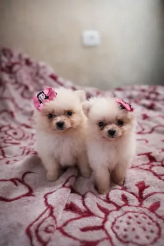 Lindas Filhotes de Spitz Alemão (Lulu da Pomerânia) Fêmea