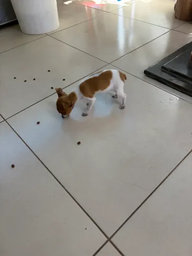Filhote de pinscher Zero