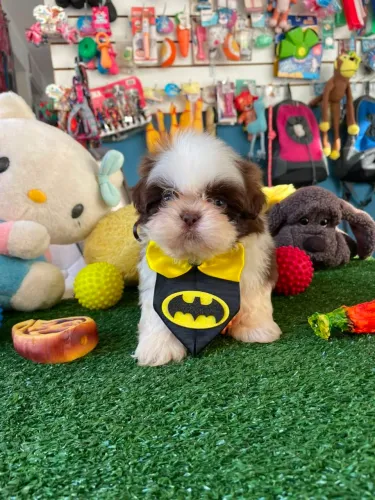 Shihtzu