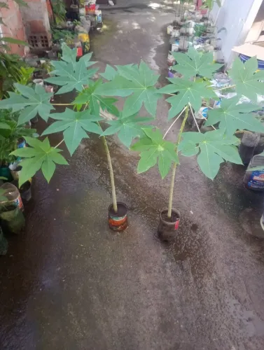 Frutíferas