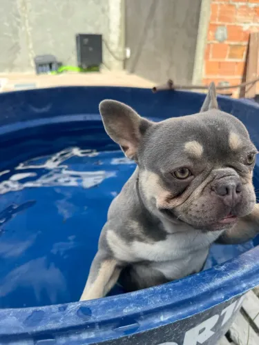 BULDOG para CRUZA - Macho cor rara