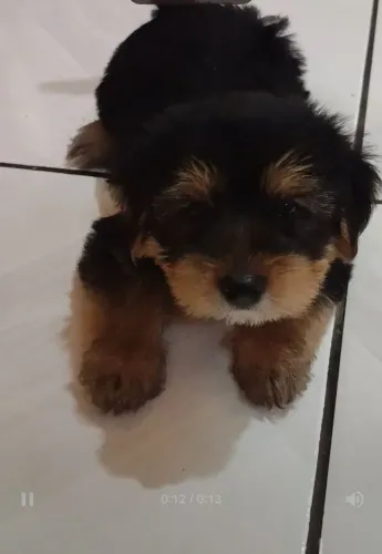 Cachorro Shih tzu