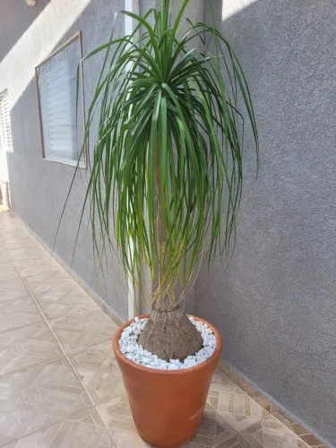 Planta Pata de elefante gigante com vaso