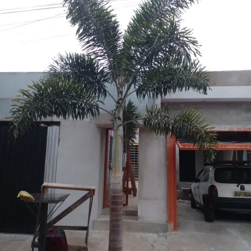 Palmeira Rabo de raposa 6 metros