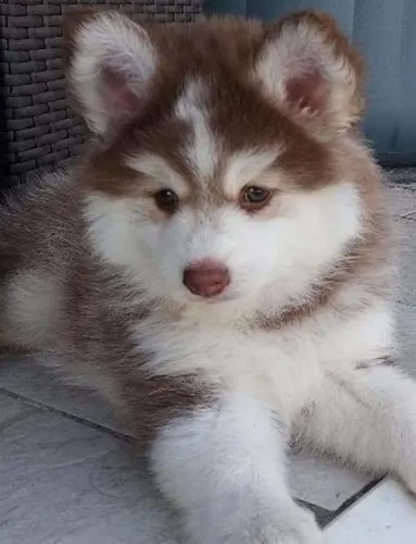 Pomsky disponíveis!
