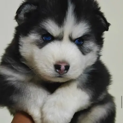 Filhotes de Husky Sibeirno | A fofura que faltava na sua vida.