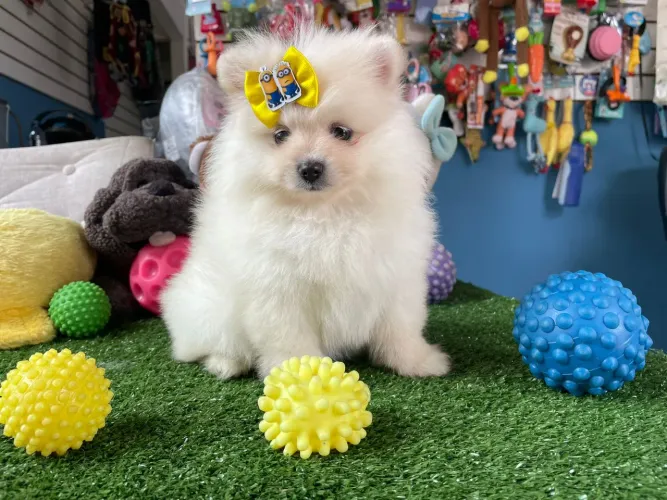 Spitz alemão fêmea pelagem pufs