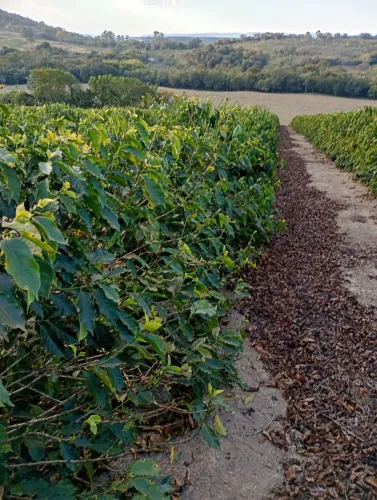 Sítio/ Terreno de café