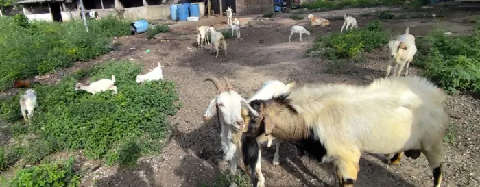 7 Cabras, 5 Filhotes e 1 Bode