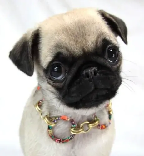 Filhote de Pug Charmoso com Coleira