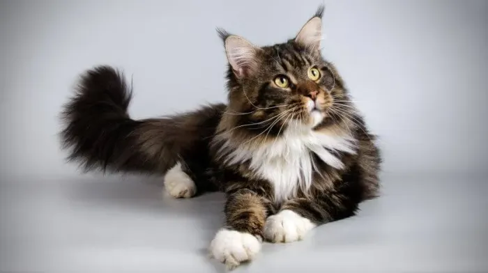 O Maine Coon encanta pelo seu porte majestoso
