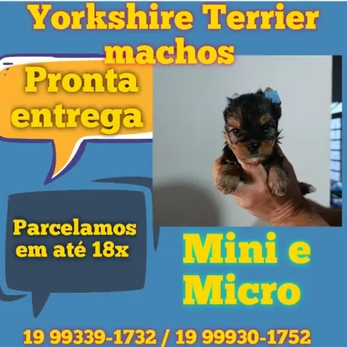 Yorkshire Baby - Príncipe Encantador!