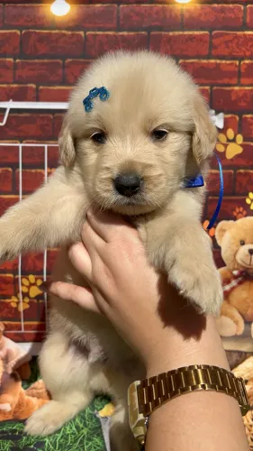 Golden retriever fêmea/machos a pronta entrega
